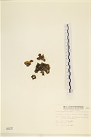袋苔, 囊藻藏品圖，第1張