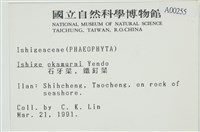 石牙藻, 石牙菜, 鐵釘菜藏品圖，第2張