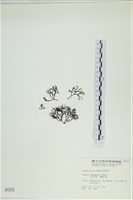 石牙藻, 石牙菜, 鐵釘菜藏品圖，第1張