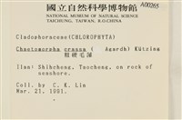 粗硬毛藻, 綠苔藏品圖，第2張