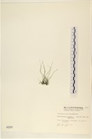 粗硬毛藻, 綠苔藏品圖，第3張