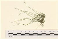 粗硬毛藻, 綠苔藏品圖，第1張