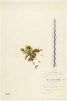 登錄號:A00000270藏品圖，第1張