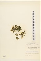 登錄號:A00000271藏品圖，第1張