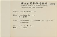 長片石蓴, 裂片石蓴藏品圖，第2張