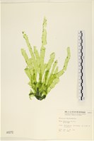 長片石蓴, 裂片石蓴藏品圖，第1張