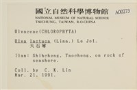 大石蓴, 石蓴藏品圖，第2張