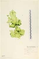 大石蓴, 石蓴藏品圖，第1張