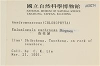 指枝藻藏品圖，第2張