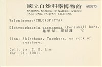 網球藻藏品圖，第2張