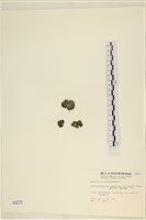網球藻藏品圖，第1張