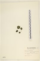 網球藻藏品圖，第1張