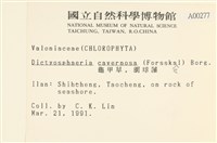 網球藻藏品圖，第2張