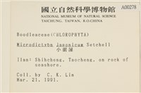 小網藻, 日本小網藻藏品圖，第2張