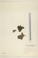 小網藻, 日本小網藻藏品圖，第1張