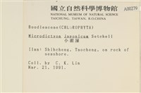 小網藻, 日本小網藻藏品圖，第2張