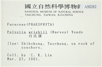 白氏藻藏品圖，第2張