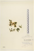 登錄號:A00000283藏品圖，第1張