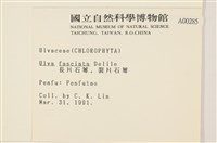 長片石蓴, 裂片石蓴藏品圖，第2張