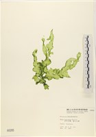 長片石蓴, 裂片石蓴藏品圖，第1張