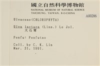 大石蓴, 石蓴藏品圖，第2張