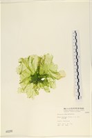 大石蓴, 石蓴藏品圖，第1張