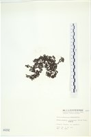 網胰藻藏品圖，第3張