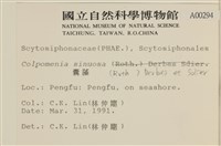 袋苔, 囊藻藏品圖，第2張
