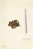 袋苔, 囊藻藏品圖，第3張