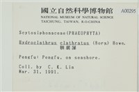 網胰藻藏品圖，第2張