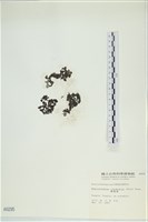 網胰藻藏品圖，第3張