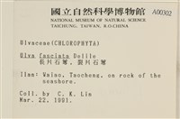 長片石蓴, 裂片石蓴藏品圖，第2張