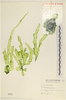 長片石蓴, 裂片石蓴藏品圖，第1張