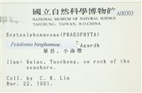 葉苔, 小海帶藏品圖，第2張