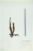 葉苔, 小海帶藏品圖，第3張