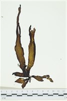 葉苔, 小海帶藏品圖，第1張