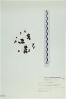 登錄號:A00000309藏品圖，第3張