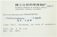 葉苔, 小海帶藏品圖，第2張