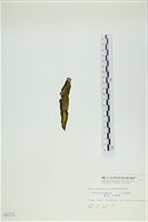 葉苔, 小海帶藏品圖，第3張