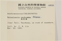 指枝藻藏品圖，第2張