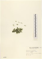 指枝藻藏品圖，第1張