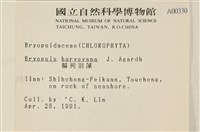 偏列羽藻藏品圖，第2張