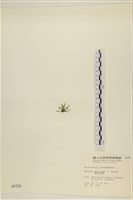 偏列羽藻藏品圖，第3張