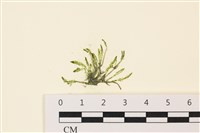 偏列羽藻藏品圖，第1張