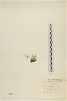 偏列羽藻藏品圖，第3張