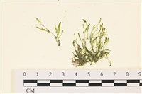 偏列羽藻藏品圖，第1張