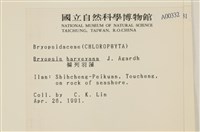 偏列羽藻藏品圖，第2張