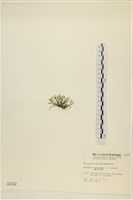 偏列羽藻藏品圖，第3張