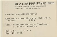 長松藻藏品圖，第2張