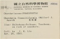 長松藻藏品圖，第2張